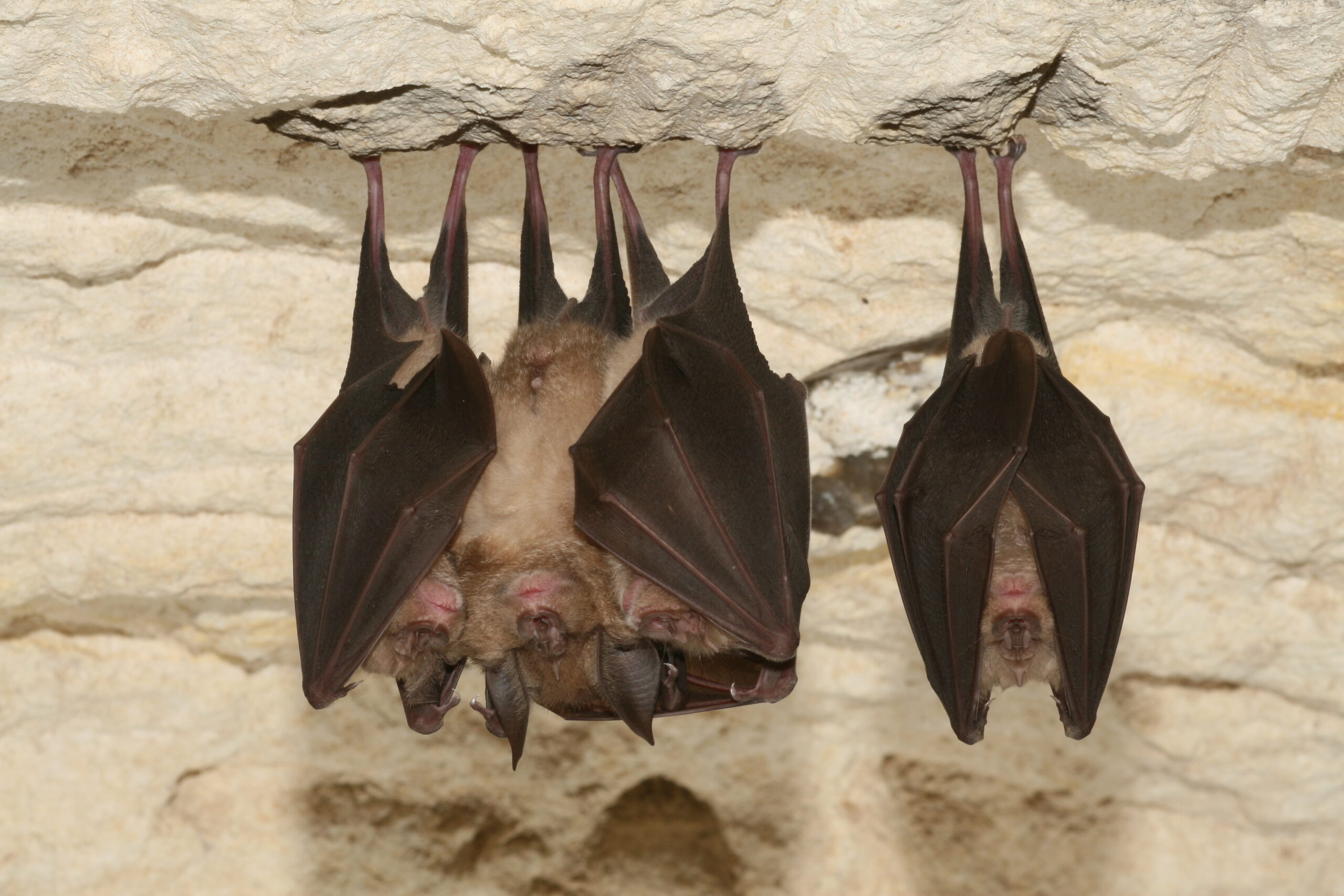 Nuit de la chauve-souris