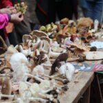 Sortie Champignons