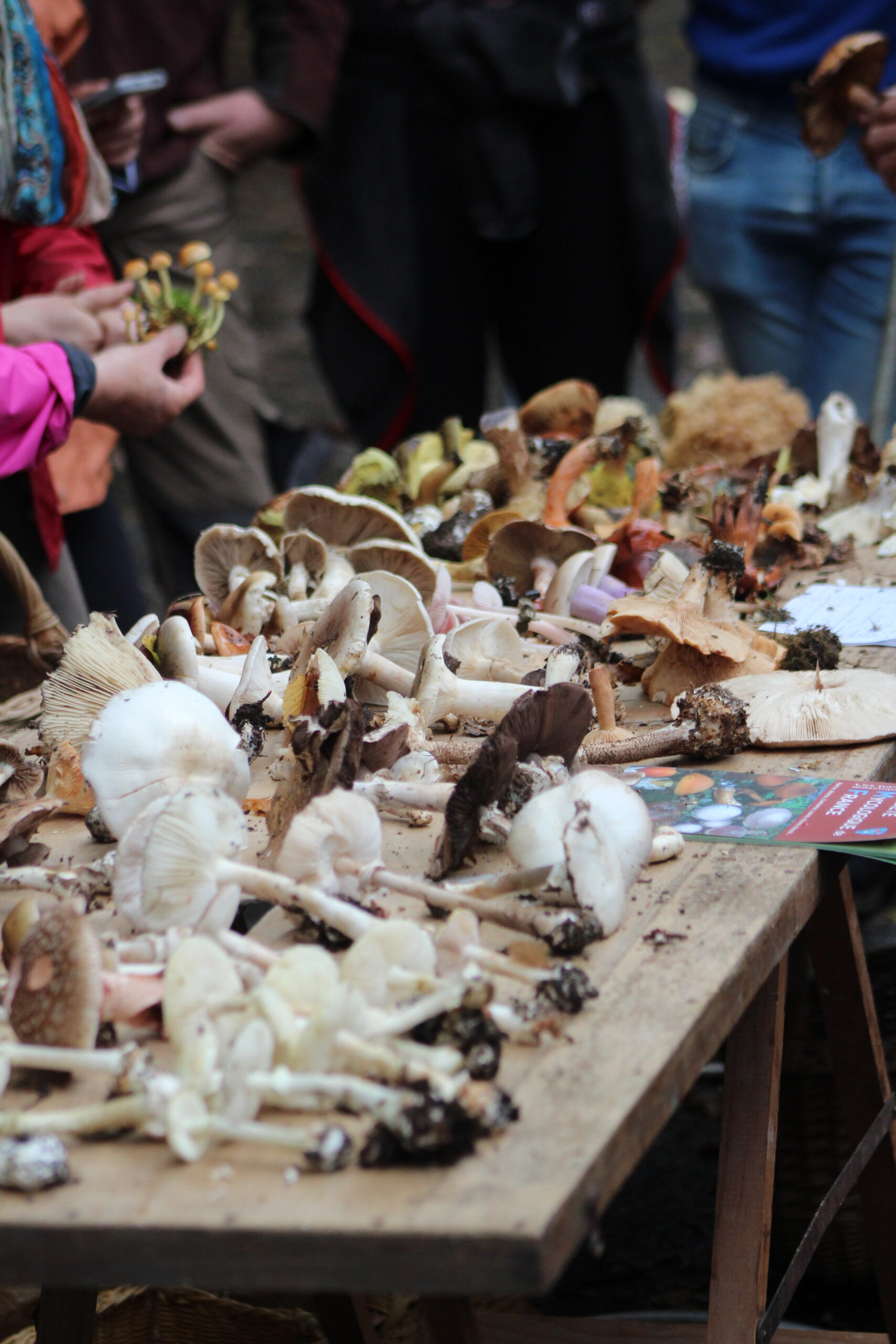 Sortie Champignons