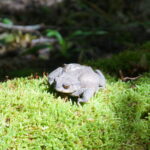 La grande vadrouille amoureuse des amphibiens