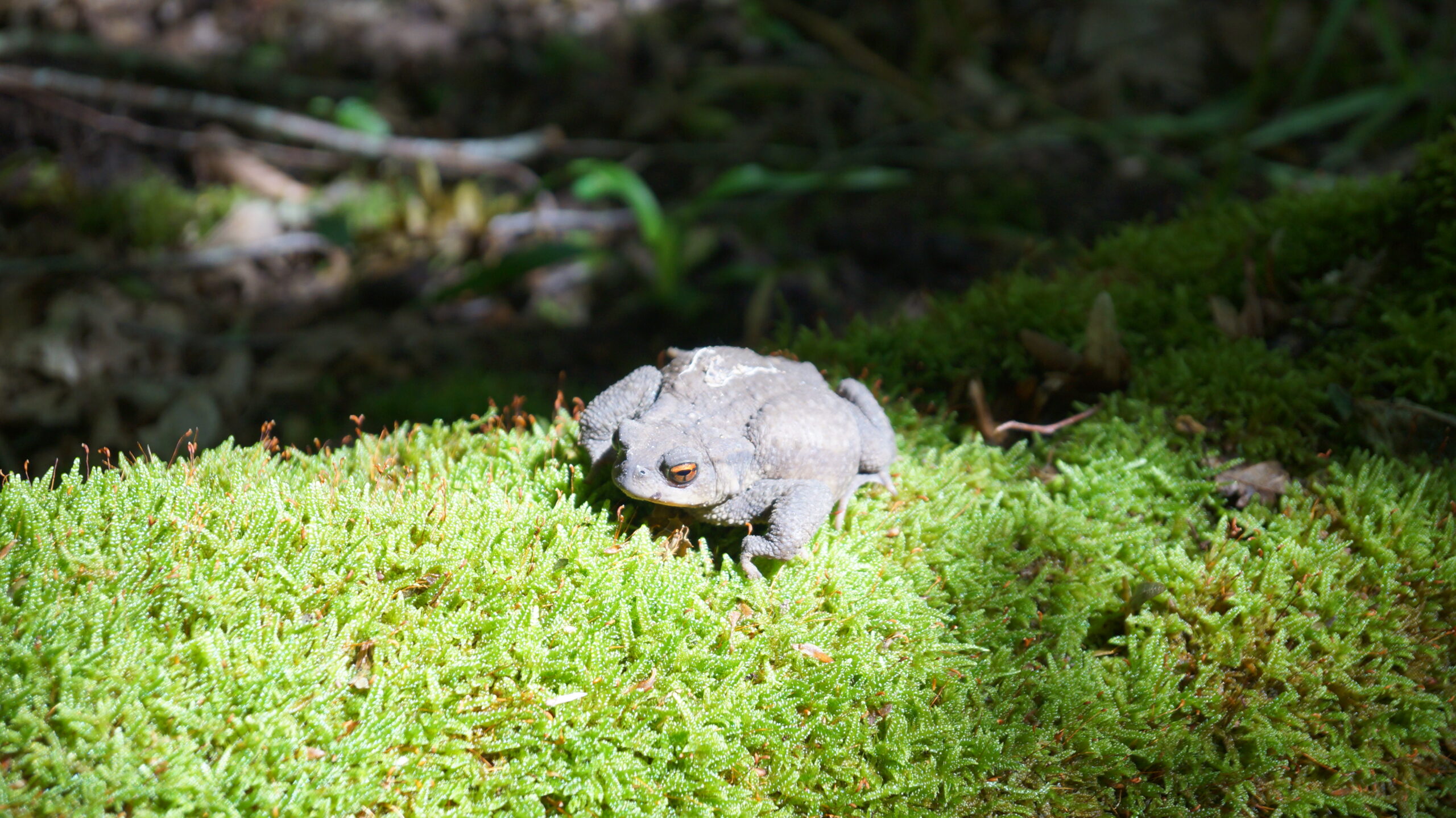 La grande vadrouille amoureuse des amphibiens