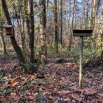 Observons les oiseaux du bois