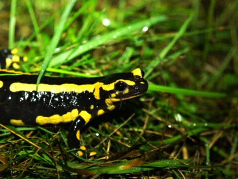 Salamandres, Tritons & Cie