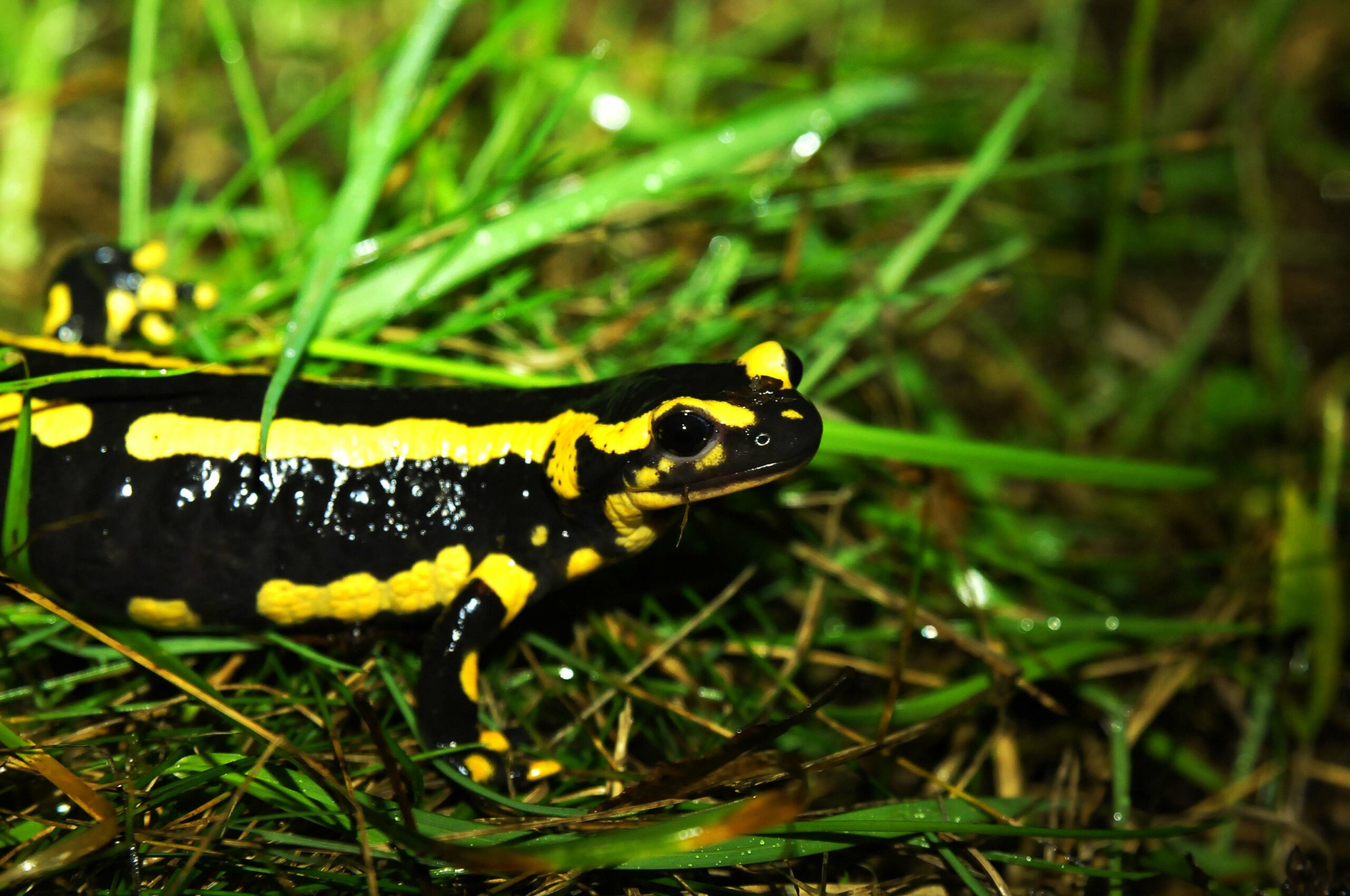 Salamandres, Tritons & Cie