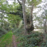 Le vieux bocage au crépuscule