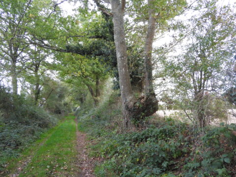 Chantier gestion de haies