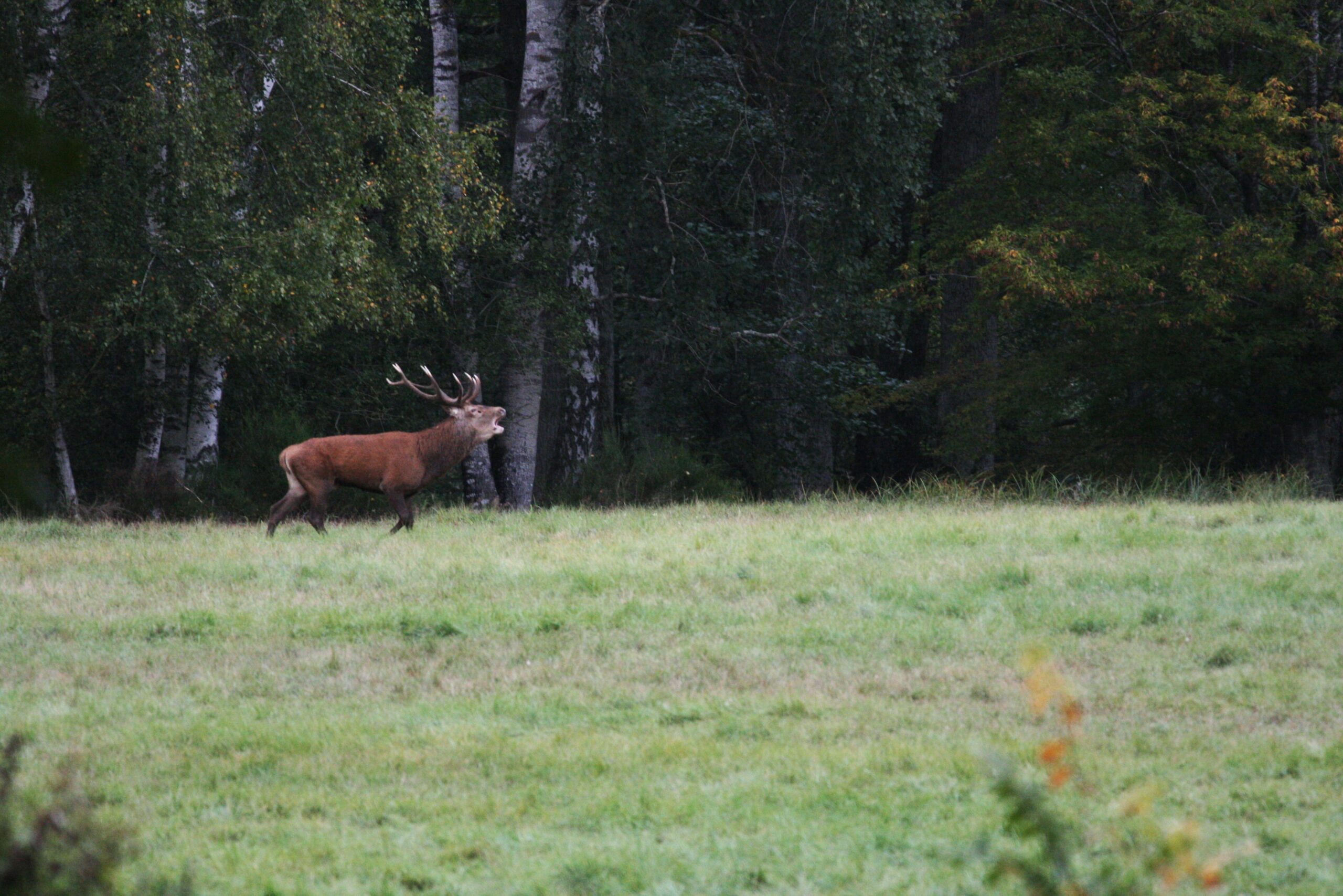 Sortie Brame du Cerf