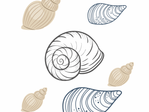 A la découverte des mollusques