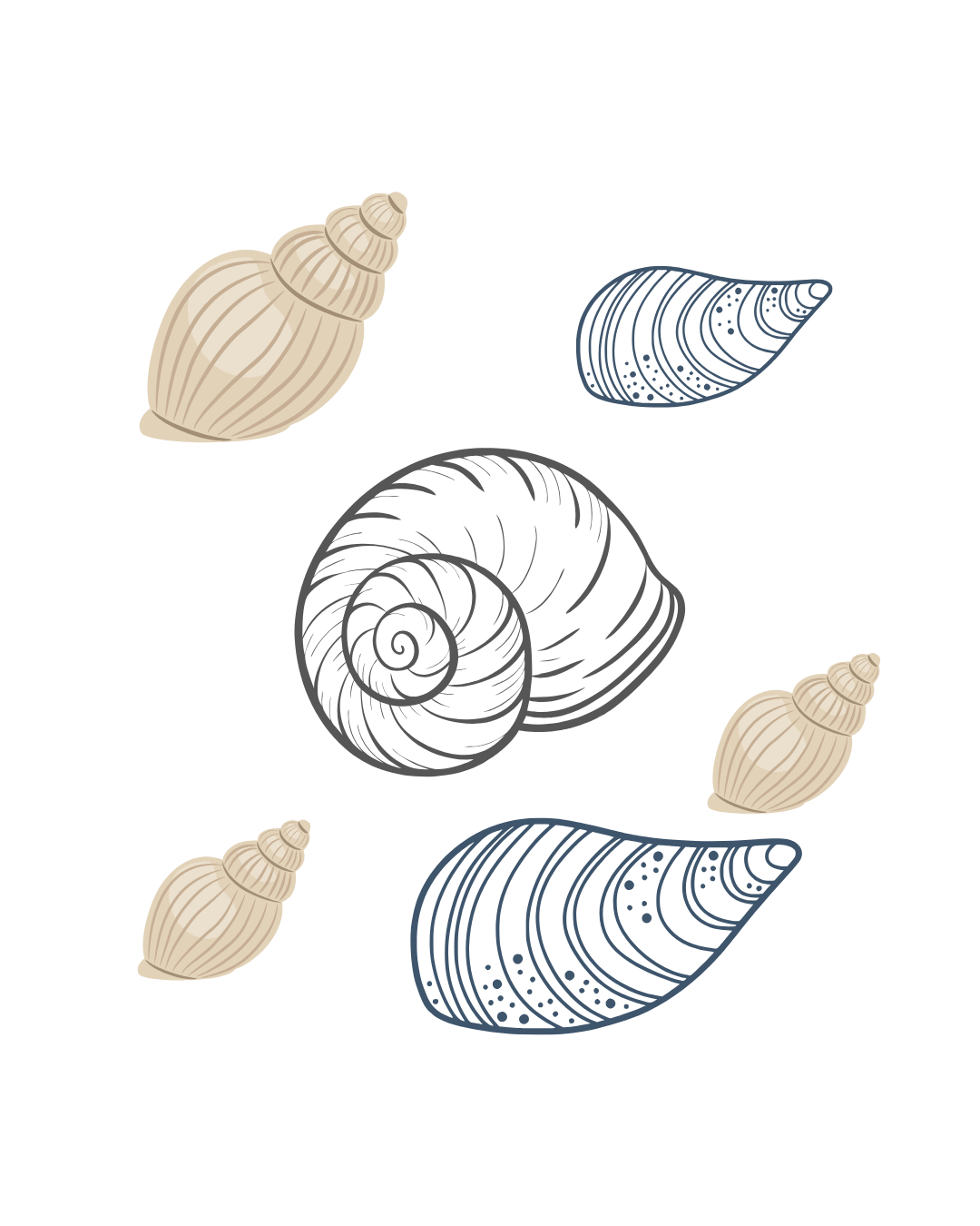 A la découverte des mollusques