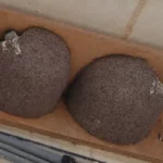 Création de nids d’hirondelles