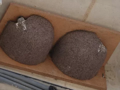 Création de nids d’hirondelles