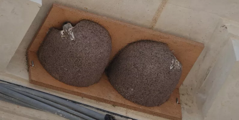 Création de nids d’hirondelles