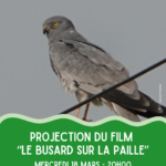 Projection du film “Le busard sur la paille”
