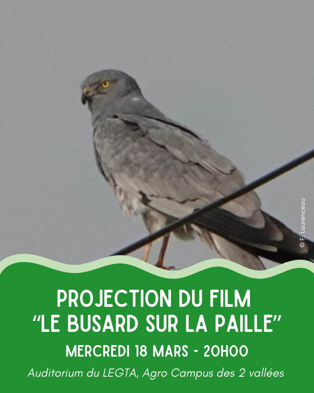 Projection du film “Le busard sur la paille”