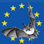 Nuit de la chauve-souris