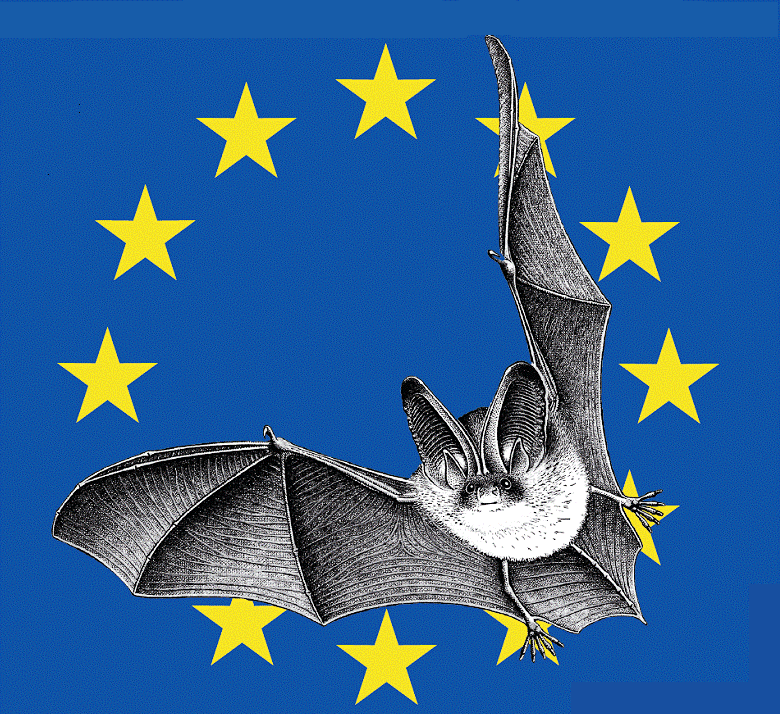Nuit de la chauve-souris